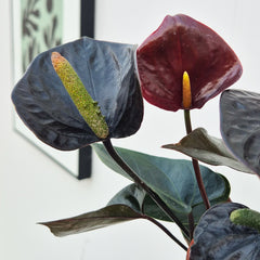 35 - 40cm Anthurium Black Love 12cm Pot House Plant
