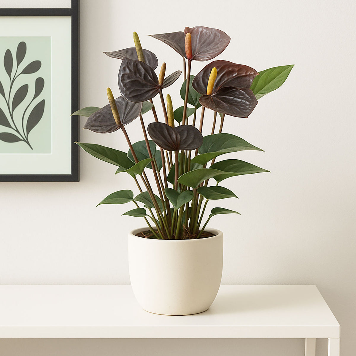 35 - 40cm Anthurium Black Love 12cm Pot House Plant