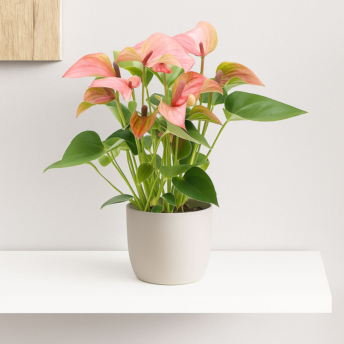 25 - 30cm Anthurium Matata Pink Flower 9cm Pot House Plant