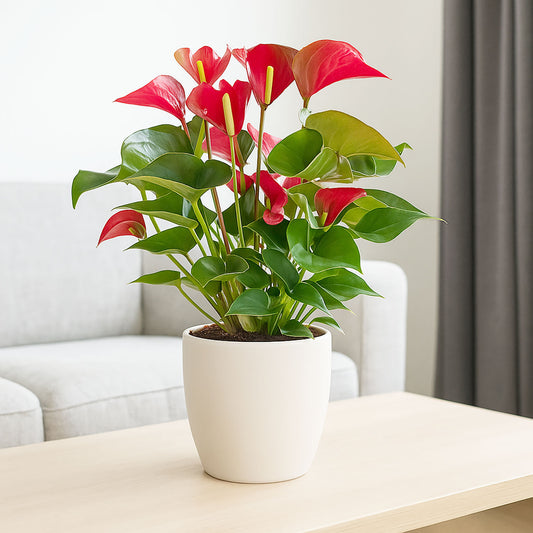50 - 60cm Anthurium Adios Red 17cm Pot House Plant