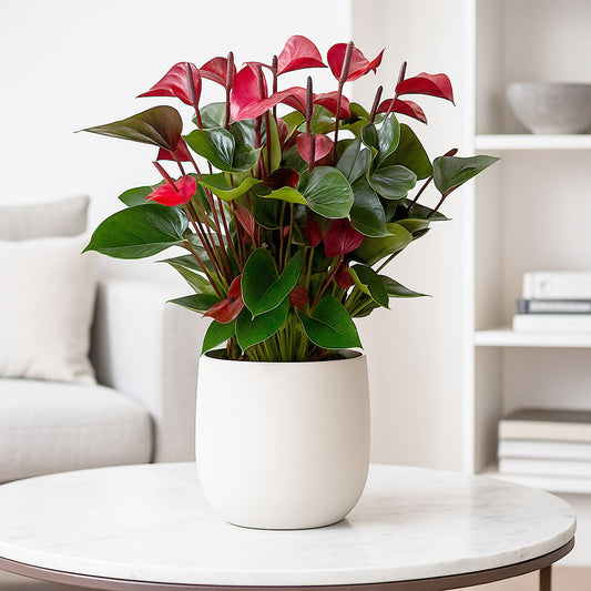 50 - 60cm Anthurium Adios Dynasty Red 17cm Pot House Plant