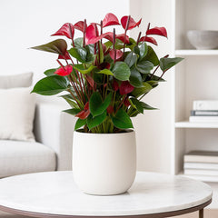 50 - 60cm Anthurium Adios Dynasty Red 17cm Pot House Plant
