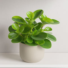 20 - 30cm Peperomia Lemon 12cm Pot House Plant