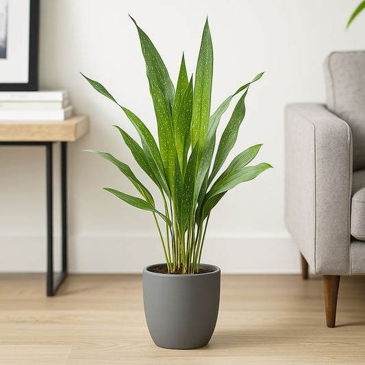 60 - 70cm Milky Way Aspidistra Elatior Cast Iron Plant 17cm Pot House Plant