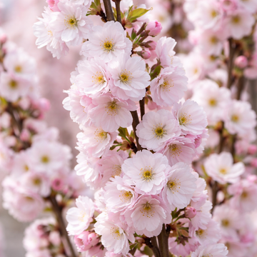 Prunus ‘Amanogawa’ Ornamental Flagpole Cherry Blossom Tree