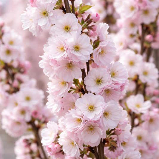 Prunus ‘Amanogawa’ Ornamental Flagpole Cherry Blossom Tree