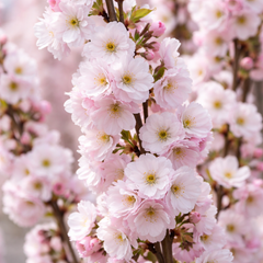 Prunus ‘Amanogawa’ Ornamental Flagpole Cherry Blossom Tree