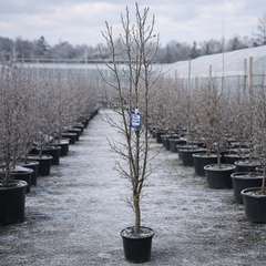 Prunus ‘Amanogawa’ Ornamental Flagpole Cherry Blossom Tree