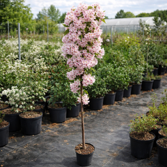 Prunus ‘Amanogawa’ Ornamental Flagpole Cherry Blossom Tree