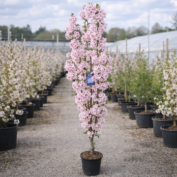 Prunus ‘Amanogawa’ Ornamental Flagpole Cherry Blossom Tree