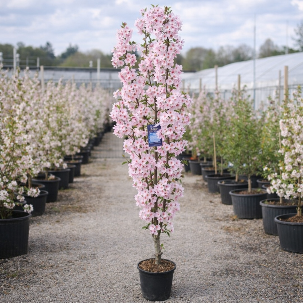 Prunus ‘Amanogawa’ Ornamental Flagpole Cherry Blossom Tree