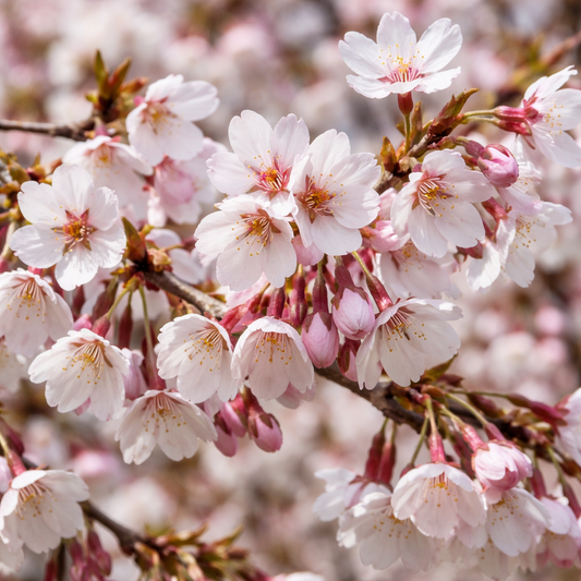 Prunus ‘Kojo-no-mai’ Ornamental Cherry Blossom Tree