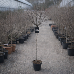 Prunus ‘Kojo-no-mai’ Ornamental Cherry Blossom Tree