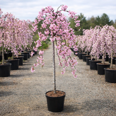 Prunus 'Kiku Shidare Zakura' Ornamental Cherry Blossom Tree