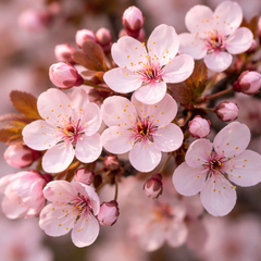 Prunus 'Nigra' Ornamental Cherry Blossom Tree