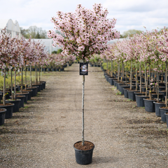 Prunus 'Nigra' Ornamental Cherry Blossom Tree