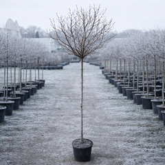 Prunus 'Nigra' Ornamental Cherry Blossom Tree