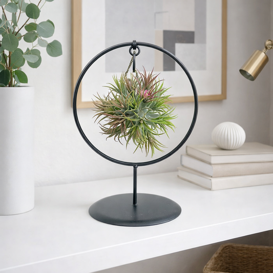 Tillandsia Air Plant Display in Round Frame