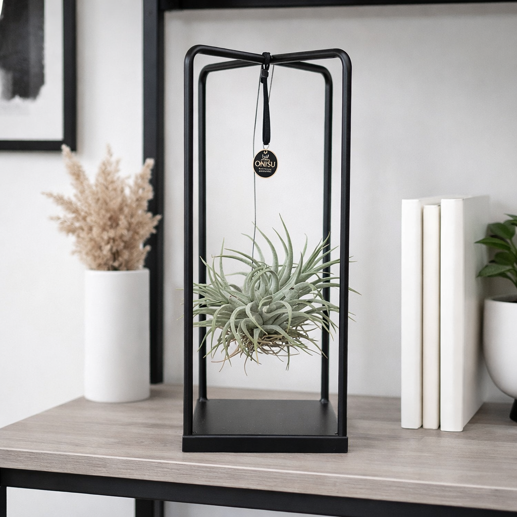 Tillandsia Air Plant Display in Cube Frame