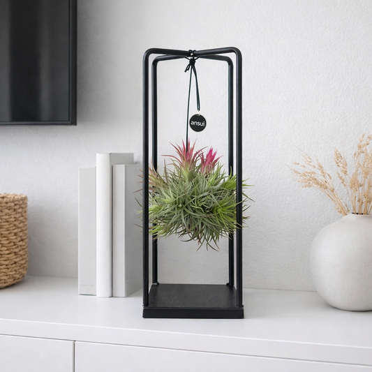 Tillandsia Air Plant Display in Cube Frame