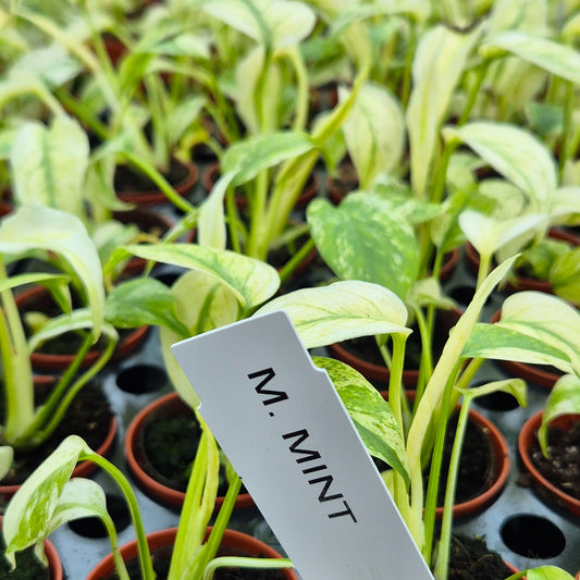 Monstera Mint 6cm Pot House Plant