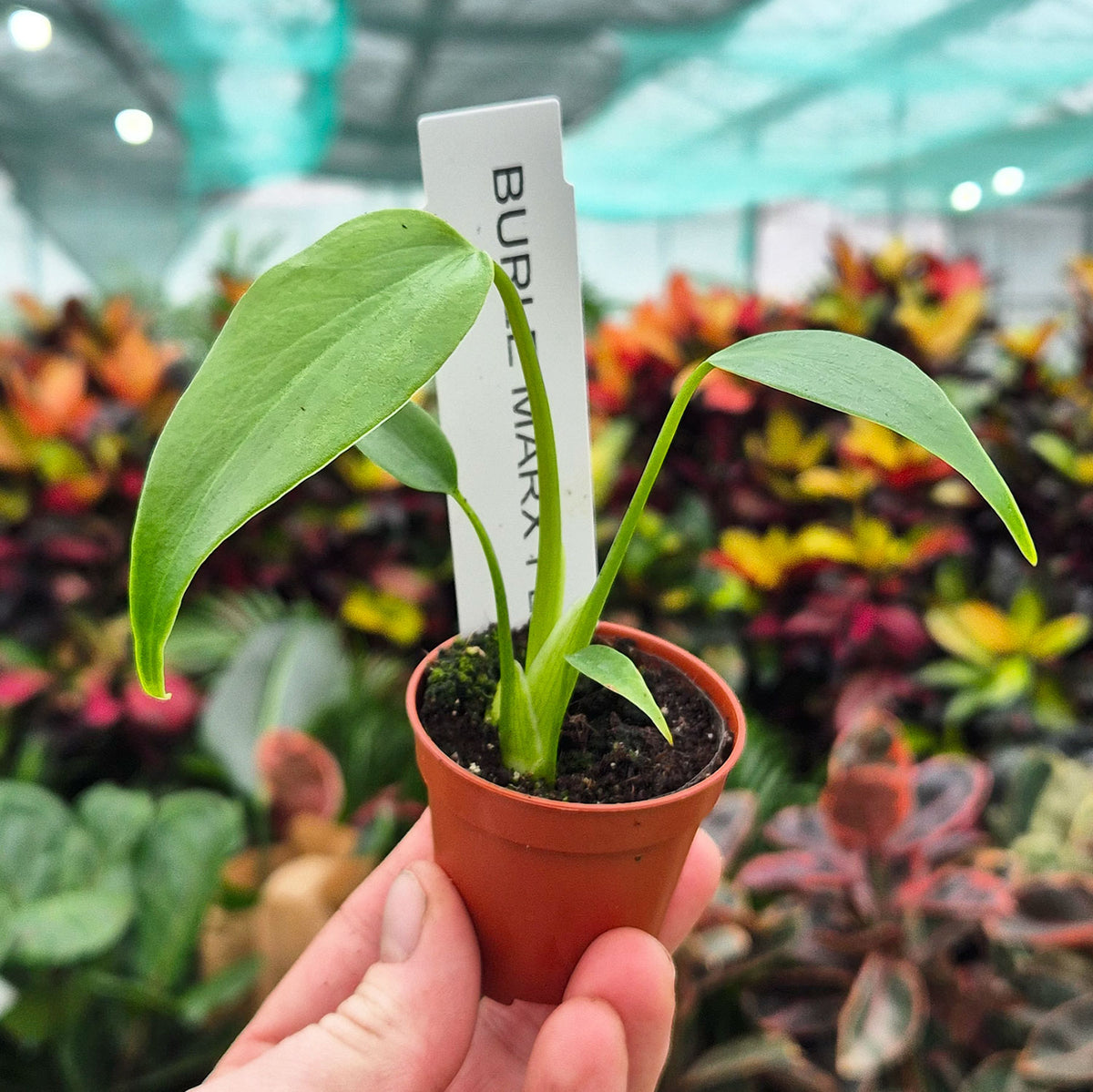 Monstera Burle Marx Flame 6cm Pot House Plant