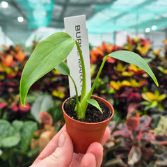 Monstera Burle Marx Flame 6cm Pot House Plant