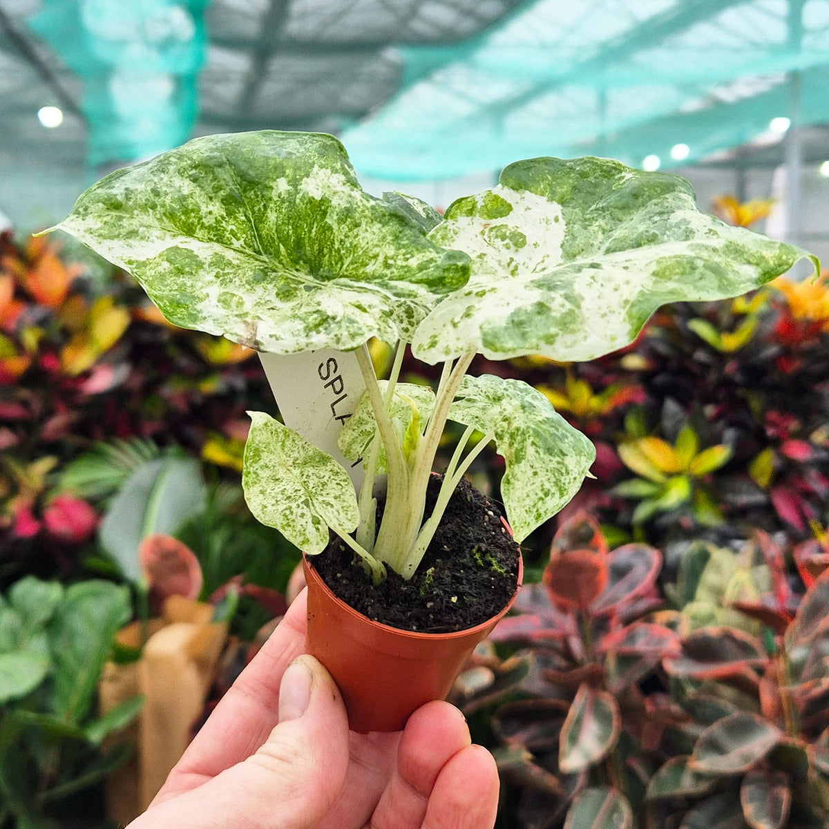 Alocasia Macrorrhiza Splash 6cm Pot House Plant
