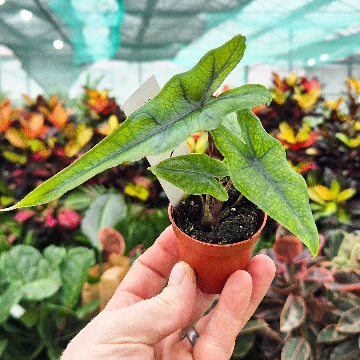 narrow indoor plants Alocasia Sabrina Narrow 6cm Pot House Plant – Plants For All Seasons