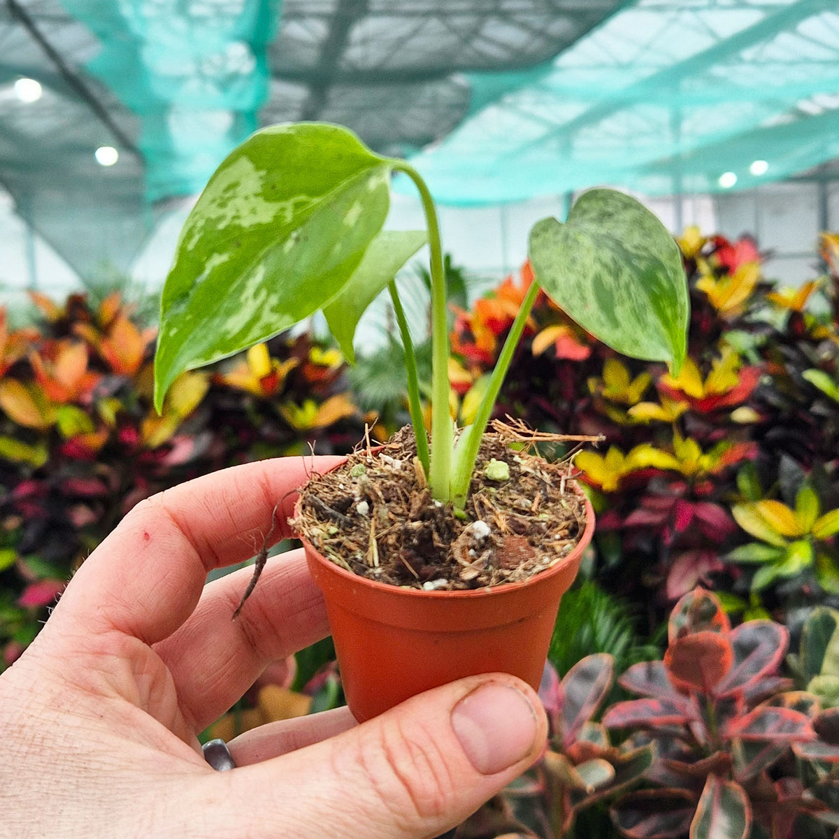 monstera baby plant Monstera Bulbasaur 6cm Pot House Plant – Plants For All Seasons