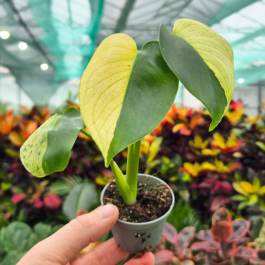 Half Moon Monstera Mint 6cm Pot House Plant