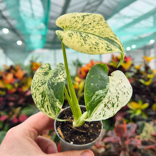 Speckled Monstera Mint 6cm Pot House Plant