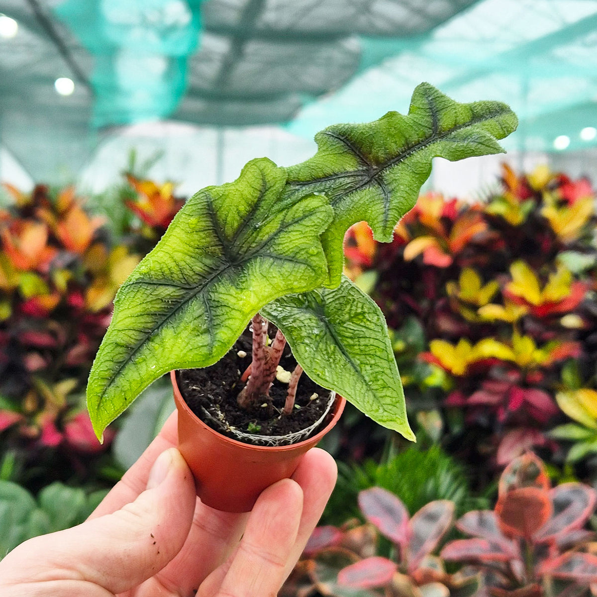 elephant ear plant uk Alocasia Jacklyn Elephant Ear House Plant 6cm Pot – Plants For All Seasons