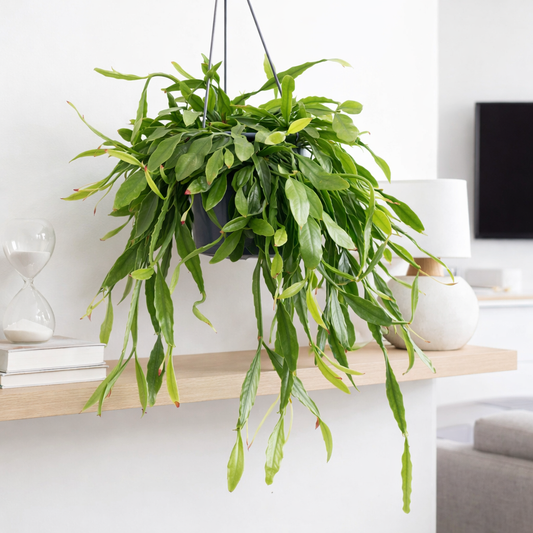 25 - 35cm Rhipsalis Cassutha Crispata in Hanging Pot 15cm Pot House Plant