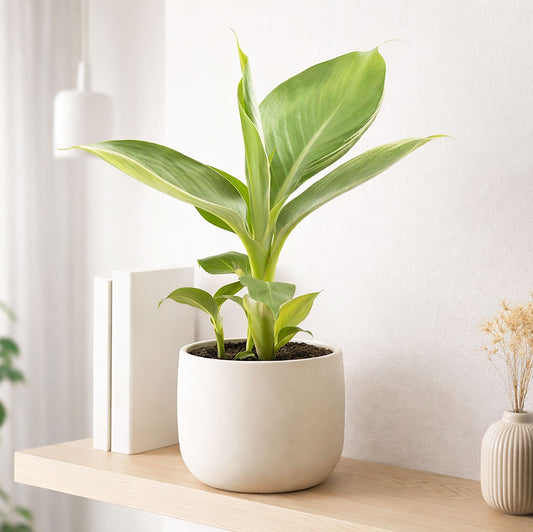 20 - 25cm Banana Plant Musa Tropicana House Plant 12cm Pot