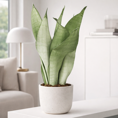 25 - 35cm Sansevieria Moonshine House Plant 12cm Pot