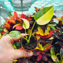 Half Moon Aurea Monstera 6cm Pot House Plant