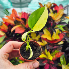 Half Moon Aurea Monstera 6cm Pot House Plant