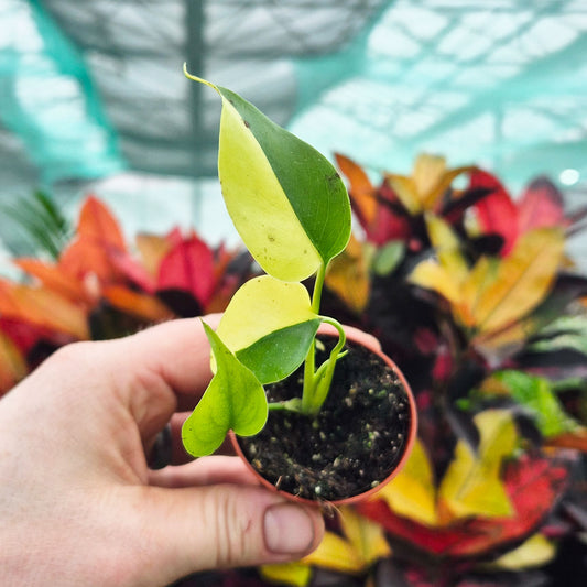 Half Moon Aurea Monstera 6cm Pot House Plant