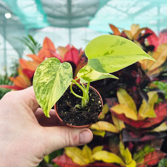 Monstera Aurea 6cm Pot House Plant