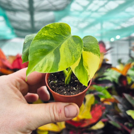 Monstera Aurea 6cm Pot House Plant