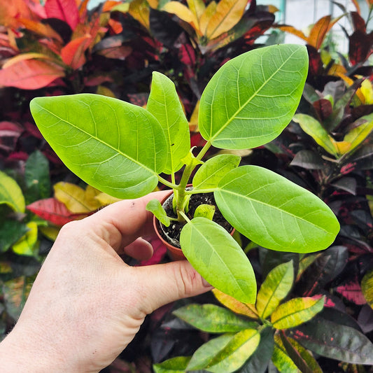 Ficus Altissima Rubber House Plant 6cm Pot