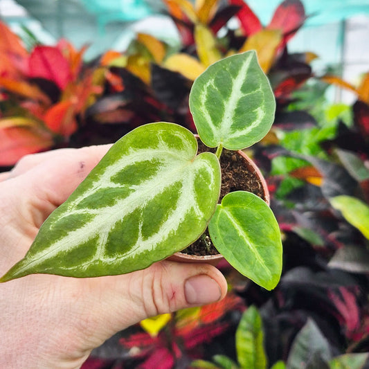 Anthurium Silver Blush House Plant 6cm Pot