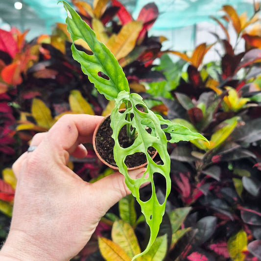 Monstera Obliqua House Plant 6cm Pot