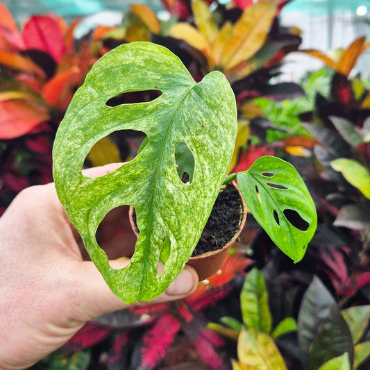 Monstera European Mint Adansonii Cheese House Plant 6cm Pot