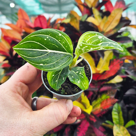 Aglaonema Tom's Pride Chinese Evergreen House Plant 6cm Pot