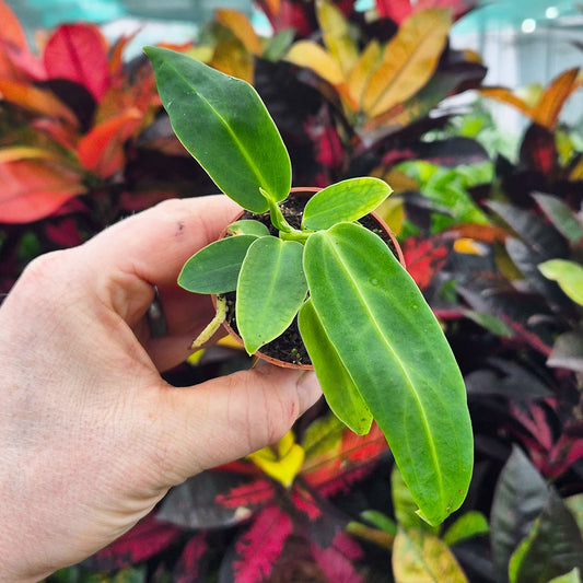Anthurium Warocqueanum House Plant 6cm Pot
