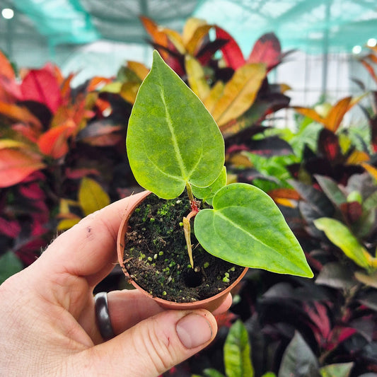 Anthurium Magnificum House Plant 6cm Pot