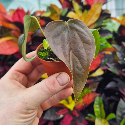 Anthurium Queen of Hearts House Plant 6cm Pot