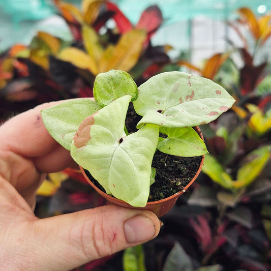 Syngonium Milk Confetti Arrowhead House Plant 6cm Net
